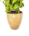 20"LIPARIS NIGRA IN POT FL18028