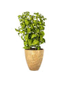 20"LIPARIS NIGRA IN POT FL18028