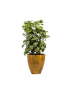 20"SAGE IN POT FL18029
