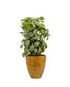 20"SAGE IN POT FL18029