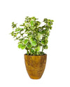 20"PATCHOULI IN POT FL18030