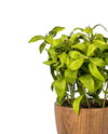 12"LIPARIS NIGRA IN POT FL18031