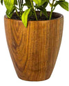 12"LIPARIS NIGRA IN POT FL18031