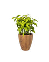 12"LIPARIS NIGRA IN POT FL18031