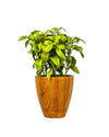 12"LIPARIS NIGRA IN POT FL18031