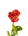 ROSE DUTCHESS OPEN FL09041 (FLOWER)