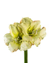 AMARYLLIS FL12014 (FLOWER)