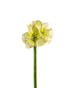 AMARYLLIS FL12014 (FLOWER)
