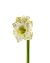 AMARYLLIS FL12015 (FLOWER)