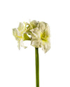 AMARYLLIS FL12015 (FLOWER)