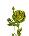 RANUNCULUS 28" FL12066 (FLOWER)