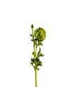 RANUNCULUS 28" FL12066 (FLOWER)