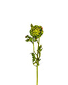 RANUNCULUS 28" FL12066 (FLOWER)