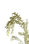EUCALIPTIS FL10017 (FLOWER)
