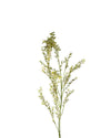 EUCALIPTIS FL10017 (FLOWER)