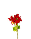 POINSETTIA FL10030 (FLOWER)