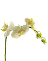 ORCHID PHALAENOPSIS FL09001 (FLOWER)