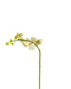 ORCHID PHALAENOPSIS FL09001 (FLOWER)