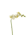 ORCHID PHALAENOPSIS FL09001 (FLOWER)