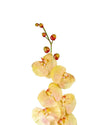 ORCHID PHALAENOPSIS FL09003 (FLOWER)