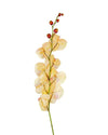 ORCHID PHALAENOPSIS FL09003 (FLOWER)