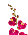 ORCHID PHALAENOPSIS FL09005 (FLOWER)