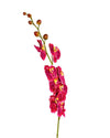 ORCHID PHALAENOPSIS FL09005 (FLOWER)