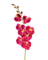 ORCHID PHALAENOPSIS FL09005 (FLOWER)