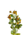 ROSE HIP ULTRAMONTANA FL09008 (FLOWER)