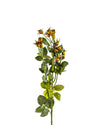 ROSE HIP ULTRAMONTANA FL09008 (FLOWER)