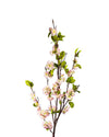 CHERRY BLOSSOM FL09010 (FLOWER)
