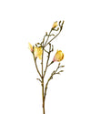 MAGNOLIA FL09011 (FLOWER)
