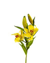 LILY RUBRUM FL09015 (FLOWER)