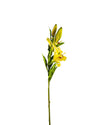 LILY RUBRUM FL09015 (FLOWER)