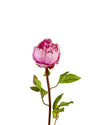 CLOSED PEONY FL09018 (FLOWER)