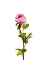 CLOSED PEONY FL09018 (FLOWER)