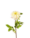 ROSE DUTCHESS OPEN FL09026 (FLOWER)