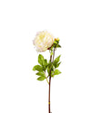 ROSE DUTCHESS OPEN FL09026 (FLOWER)