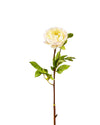 ROSE DUTCHESS OPEN FL09026 (FLOWER)