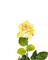 ROSE DUTCHESS OPEN FL09027 (FLOWER)