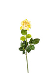 ROSE DUTCHESS OPEN FL09027 (FLOWER)