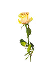 ECUADORIAN ROSE BUD FL09031 (FLOWER)