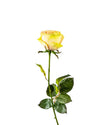 ECUADORIAN ROSE BUD FL09031 (FLOWER)