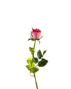 ROSE DUTCHESS BUD FL09038 (FLOWER)