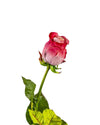 ROSE DUTCHESS BUD FL09038 (FLOWER)