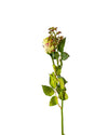 ROSE DUTCHESS BUD FL09039 (FLOWER)