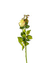 ROSE DUTCHESS BUD FL09039 (FLOWER)
