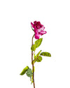 ROSE DUTCHESS OPEN FL09042 (FLOWER)