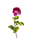 ROSE DUTCHESS OPEN FL09042 (FLOWER)