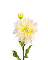 DAHLIAFL09044 (FLOWER)